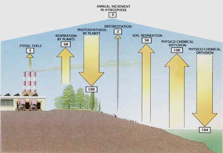 Annual Carbon Fluxes (in billion tonnes)